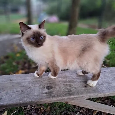 招待所 Les D'elise - Louane