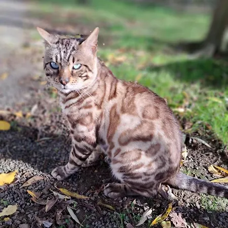 Les D'elise - Louane 招待所