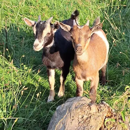 Les D'elise - Louane 招待所 3*