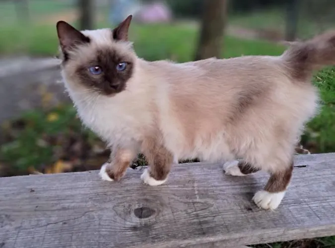 Guest house Les D'elise - Louane