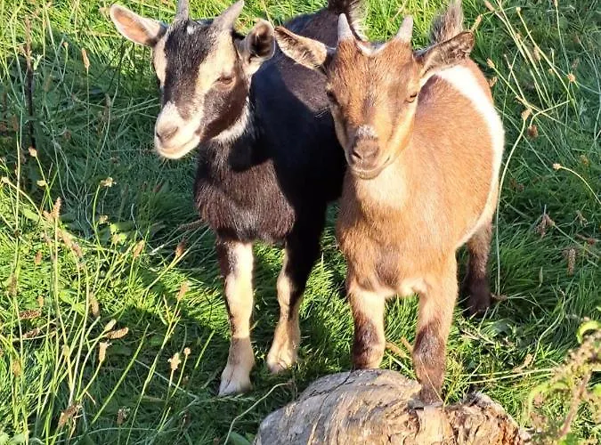 Les D'elise - Louane Guest house 3*