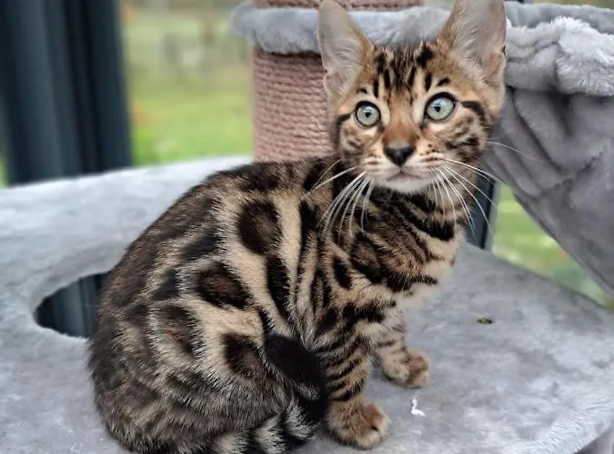 Les D'elise - Louane Guest house